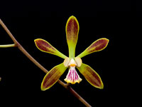 Encyclia alata