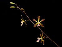 Encyclia alata