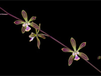 Encyclia alata