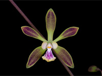 Encyclia alata