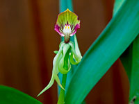 Prosthechea cochleata