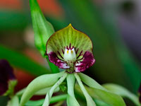 Prosthechea cochleata