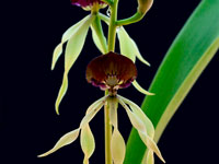 Prosthechea cochleata