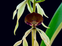 Prosthechea cochleata