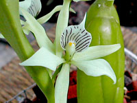 Prosthechea fragrans