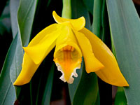 Prosthechea citrina