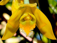 Prosthechea citrina