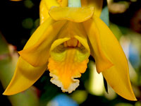 Prosthechea citrina