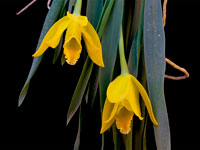 Prosthechea citrina