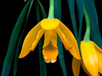 Prosthechea citrina