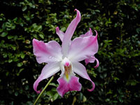 Laelia autumnalis