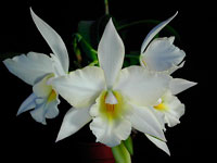 Laelia hybride