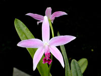 Laelia pumila x crispilabia