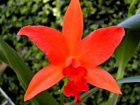 Laeliocattleya Cherokee Fire