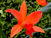 Laeliocattleya Cherokee Fire