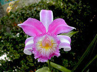 Sobralia violacea