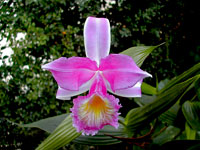 Sobralia violacea