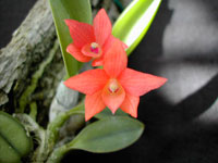 Sophronitis cernua