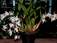 Coelogyne Intermedia