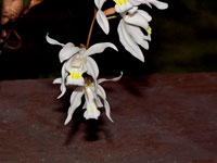 Coelogyne Intermedia