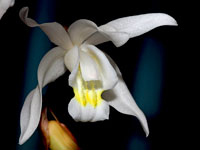 Coelogyne Intermedia