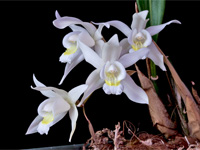 Coelogyne Intermedia