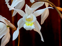 Coelogyne Unchained Melody