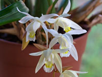 Coelogyne Unchained Melody
