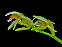 Coelogyne chloroptera