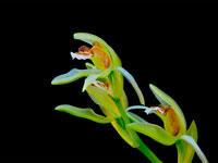 Coelogyne chloroptera