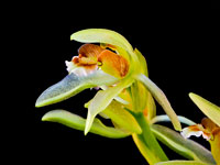 Coelogyne chloroptera