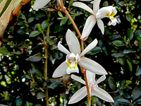 Coelogyne flaccida