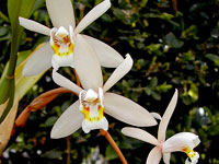 Coelogyne flaccida