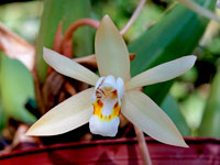 Coelogyne flaccida