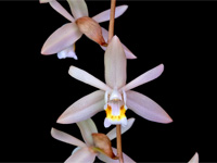 Coelogyne flaccida