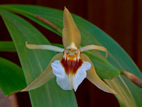 Coelogyne lawrenceana