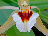 Coelogyne lawrenceana