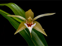 Coelogyne lawrenceana