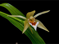 Coelogyne lawrenceana