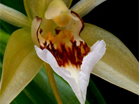 Coelogyne lawrenceana