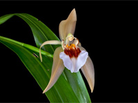 Coelogyne lawrenceana