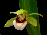 Coelogyne marmorata