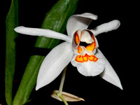 Coelogyne nitida