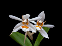 Coelogyne nitida