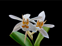 Coelogyne nitida