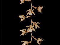 Coelogyne rochussenii