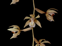 Coelogyne rochussenii