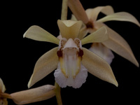 Coelogyne rochussenii