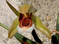 Coelogyne speciosa