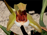 Coelogyne speciosa